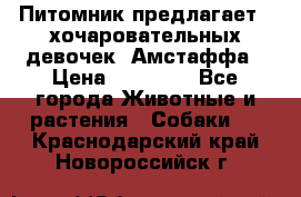 Питомник предлагает 2-хочаровательных девочек  Амстаффа › Цена ­ 25 000 - Все города Животные и растения » Собаки   . Краснодарский край,Новороссийск г.